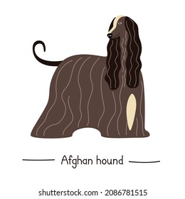 Dog breed Afghan Hound. Vector illustration of a vintage pet