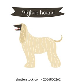 Dog breed Afghan Hound. Vector illustration of a vintage pet
