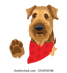 Dog breed Airedale terrier. The head of the dog breed Airedale terrier with Dog collar and red bandana. Pet head and paw isolated on white. Purebred terrier portrait. Animal domestic. Vector.