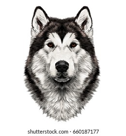 dog breed Alaskan Malamute head symmetry looks right sketch vector graphics color picture