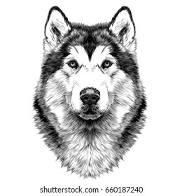 dog breed Alaskan Malamute head symmetry looks right sketch vector graphics black and white drawing