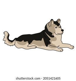 Dog breed Alaskan Malamute, loyal pet with fluffy coat vector illustration
