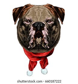 dog breed American bulldog head into the Christmas scarf the symmetry looks right sketch vector graphics color picture