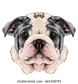 dog breed American bulldog head with white and gray color, sketch vector graphics color picture