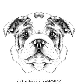 Dog Breed American Bulldog Head Sketch Vector Graphics Black And White Drawing