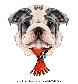 dog breed American bulldog head with white and gray color with a Christmas scarf on the neck, sketch vector graphics color picture