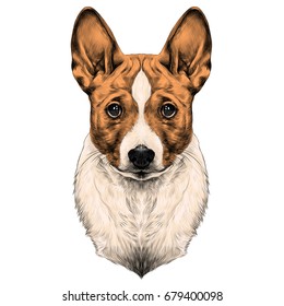 the dog breed Basenji head sketch vector graphics color picture