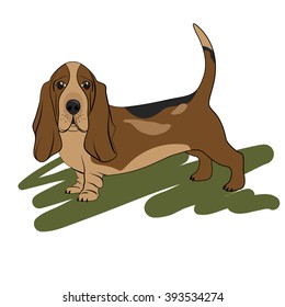 Dog Breed Basset Hound