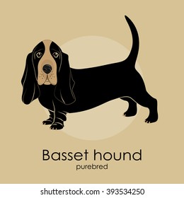 Dog Breed Basset Hound On A Beige Background