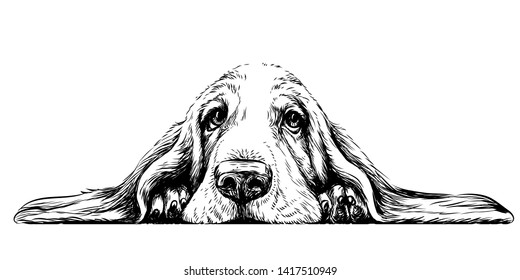 
Dog breed Basset Hound. Sticker on the wall in the form of a graphic hand-drawn sketch of a dog portrait.