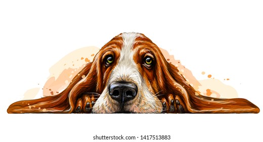 Dog breed Basset Hound. The sticker on the wall in the form of a color art drawing of a portrait of a dog with watercolor splashes.