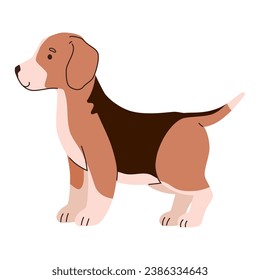 dog breed beagel illustration design