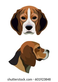 Dog Breed Beagle Full Face And Profile