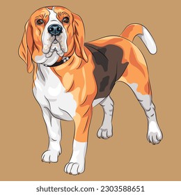 dog breed beagle vector illustration