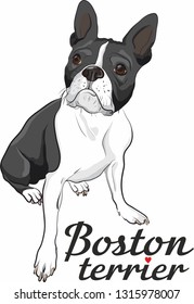 dog of breed Boston terrier