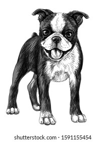 Dog breed Boston Terrier. Sketch, drawn, black and white portrait of a puppy breed Boston Terrier on a white background.