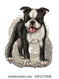 Perro engendró Boston Terrier. Esbozo, dibujado, retrato de color de un cachorro Boston Terrier sobre un fondo blanco en estilo acuarela.