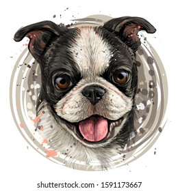 Dog breed Boston Terrier. Sketch, drawn, color portrait of a Boston Terrier puppy on a white background in watercolor style.