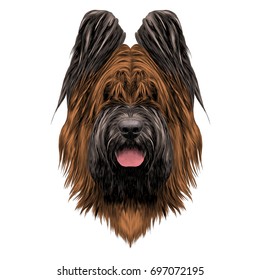 dog breed Briard sketch vector graphics with bowknot
