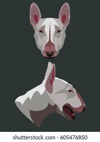 Dog breed bull terrier full face and profile