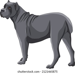 Dog breed Cane Corso isolated on white background.