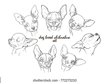 dog breed chihuahua set, black and white vector illustration