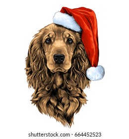 dog breed Cocker Spaniel face in a Santa hat, sketch vector graphics color picture