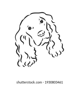 dog breed Cocker Spaniel muzzle, sketch vector graphics black and white drawing