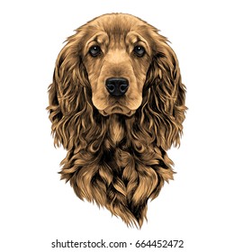 dog breed Cocker Spaniel muzzle, sketch vector graphics color picture