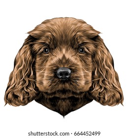 dog breed Cocker Spaniel puppy, sketch vector graphics color picture