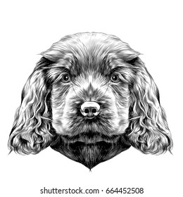 dog breed Cocker Spaniel puppy, sketch vector graphics black and white drawing
