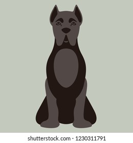 
 dog  breed corso.
front view
