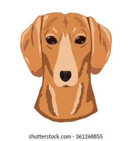 Dog breed: Dachshund