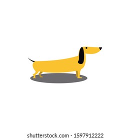 A dog of breed a dachshund with a long body is standing