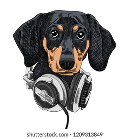 Dog breed dachshund in the music headphones. Vector illustration of a dog pictured on a white isolated background. Pop Art