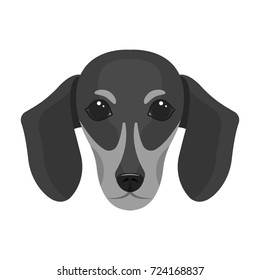 Dog, breed dachshund.Muzzle of the dachshund single icon in monochrome style vector symbol stock illustration web.