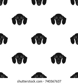 Dog, breed dachshund.Muzzle of the dachshund single icon in black style vector symbol stock illustration web.