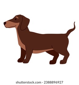 dog breed dashshund illustration design
