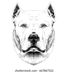 dog breed Dogo head looking right, sketch vector graphics black and white drawing