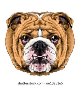 dog breed English bulldog muzzle symmetrical looks right, sketch vector graphics color picture