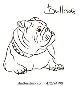 Dog breed English bulldog portrait profile