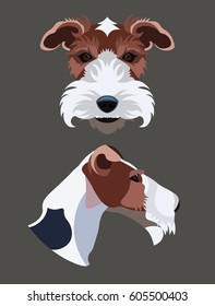 Dog breed fox terrier full face and profile