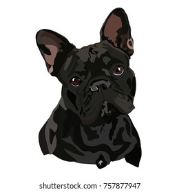 Dog breed French bulldog