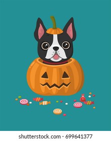 A dog of the breed French Bulldog. The puppy sits in a festive pumpkin. Around the dog are scattered candy and sweets.