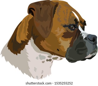 Dog breed German boxer vector illustration