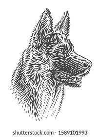 Dog breed German shepherd head illustration. Vector. 