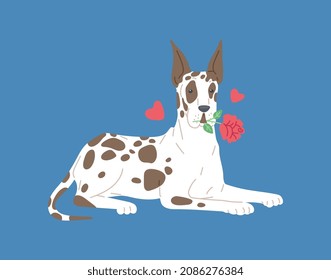 Dog breed great dane with flower and hearts. Purebred strong animal, family brave friendly domestic pet in lying pose. Vector flat cartoon illustration for greeting holiday cards