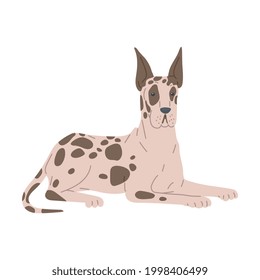 Dog breed great dane in lying pose. Purebred strong animal with brown spots, family brave friendly domestic pet. Flat cartoon vector illustration isolated on a white background.