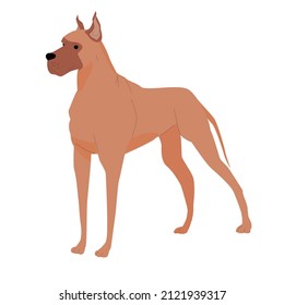 Dog breed Great Dane. vector flat illustration isolated on white background. red dog