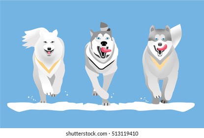 Dog breed husky and Malamute run ahead. Element design. Flat illustration. Racing with dogs